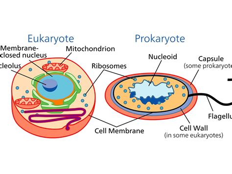 There&39;s a difference in DNA size and structure too. . How do eukaryotic and prokaryotic cells differ in terms of compartmentalization